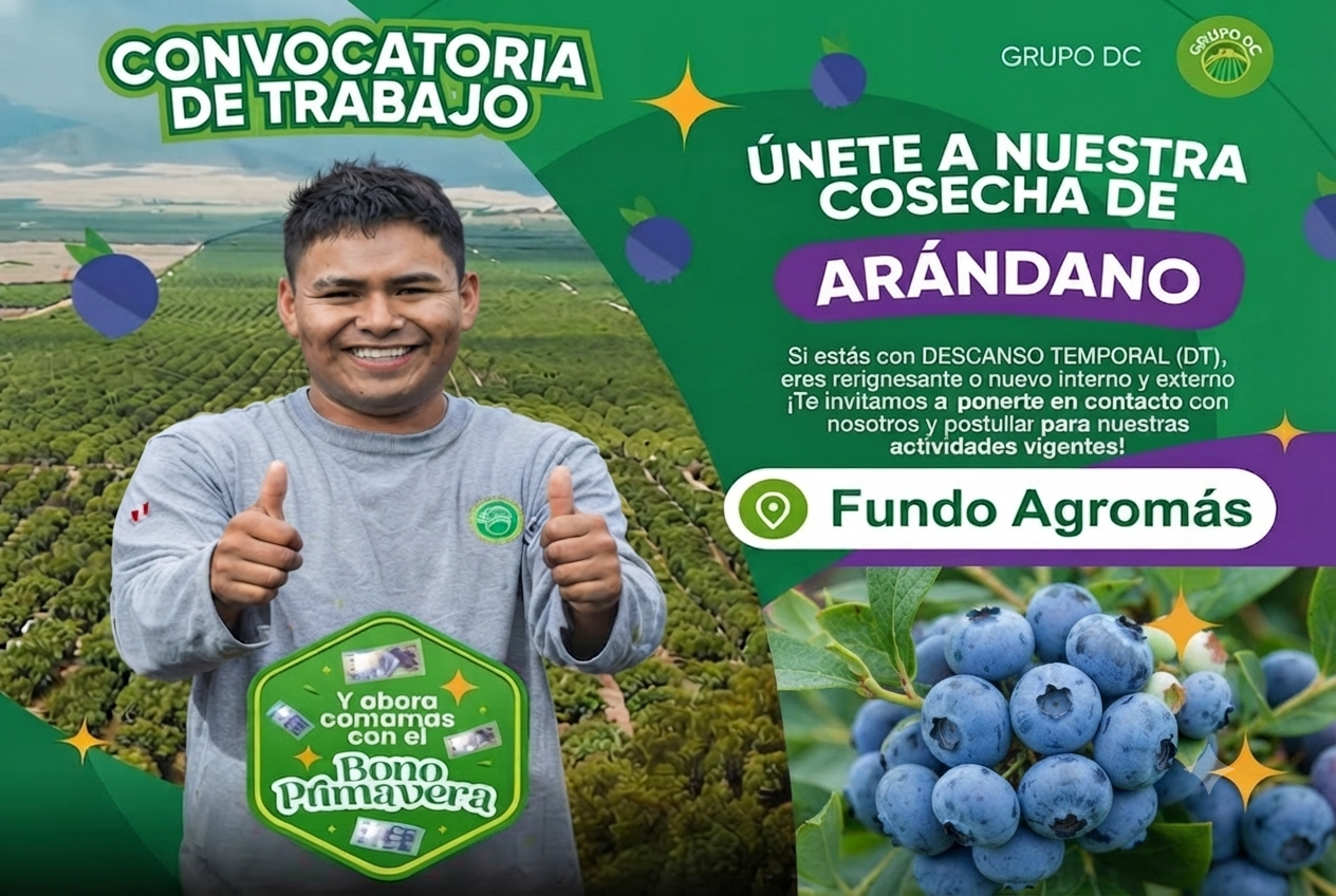 Cosecha de Arándanos: Nuevas Oportunidades de Trabajo