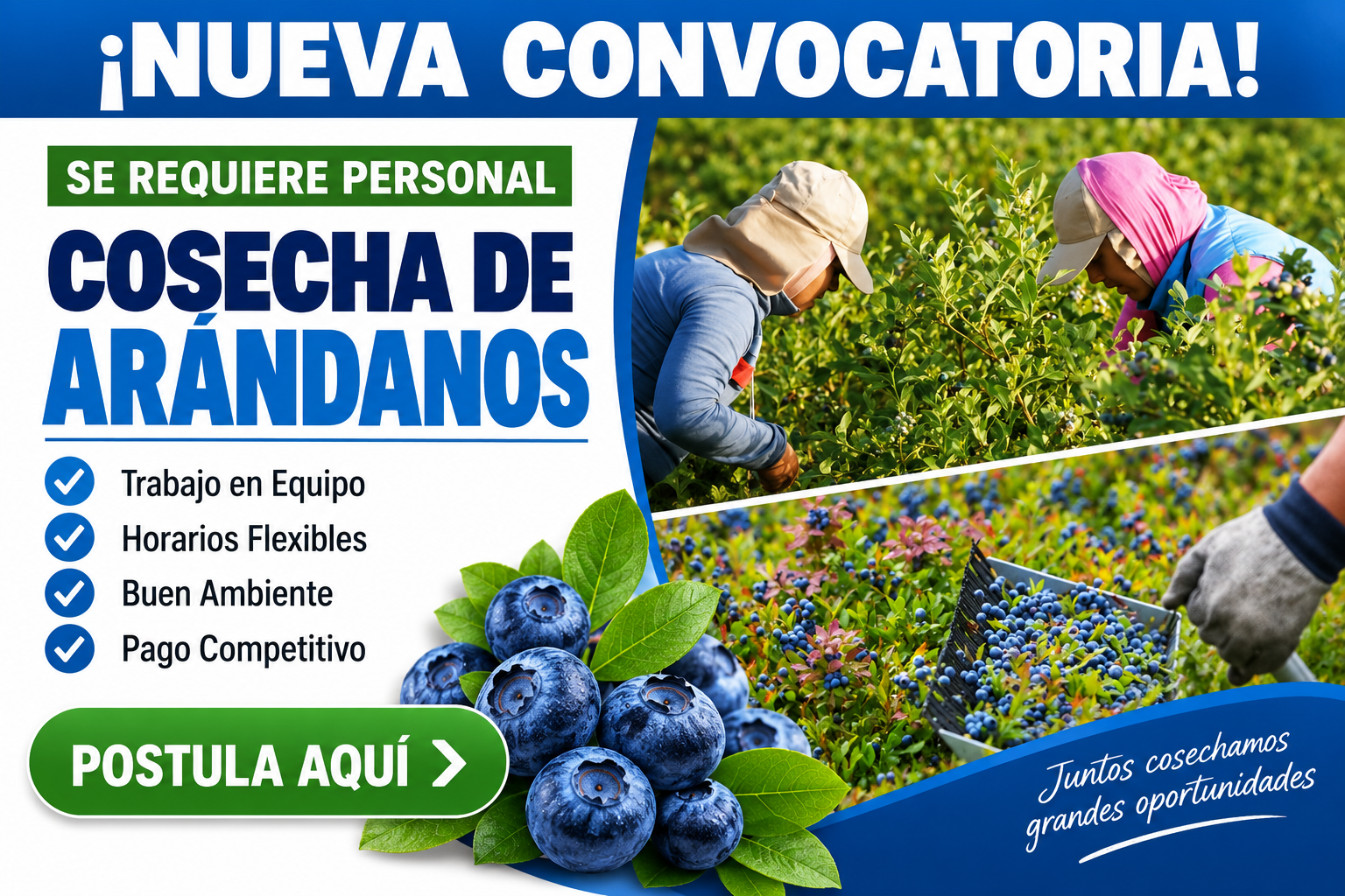 🫐 ¡Gran Oportunidad! Se Solicita Personal para Cosecha de Arándanos