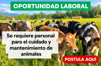 Forma Parte del Sector de Cuidado Animal: Oportunidades de Empleo